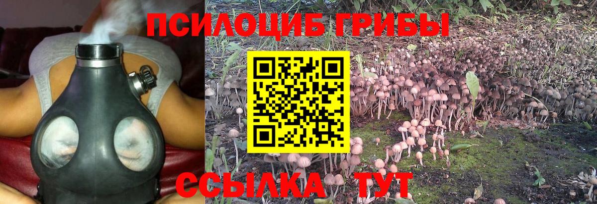 Галлюциногенные грибы Psilocybe  Вход с VPN  Верхний Уфалей  купить наркоту  Псилоцибиновые грибы мухоморы 